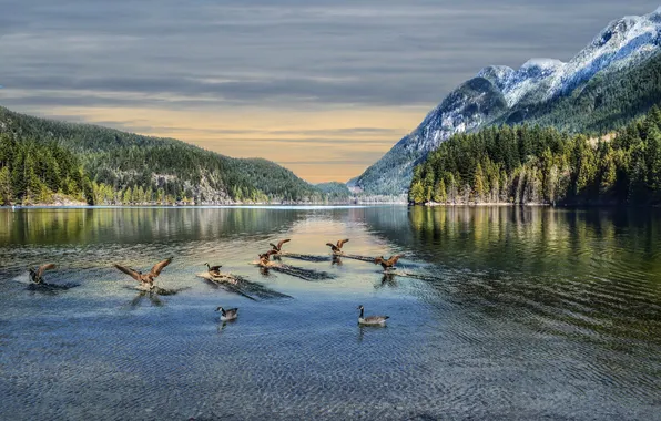The sky, mountains, birds, lake, Canada, geese