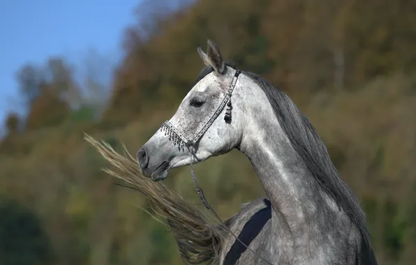 Picture face, grey, horse, horse, tail, profile, (с) Oliver Seitz