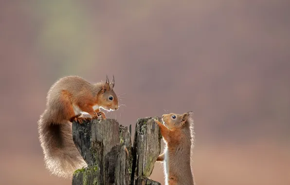 Background, red, snag, a couple, proteins