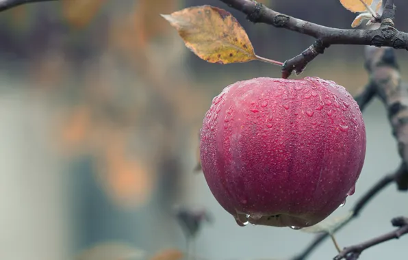 Picture Sheet, Drops, Apple, Branch