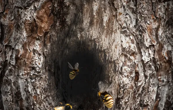 Insect, bee, log
