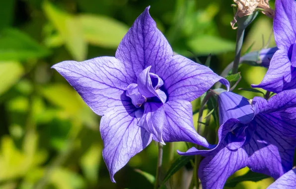 Summer, flowers, bells