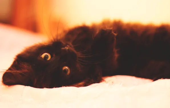 Cat, Cat, Cat, Lies, Cats