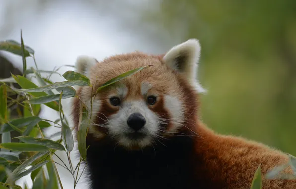 Look, muzzle, red Panda