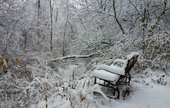 Winter, forest, snow, trees, bench