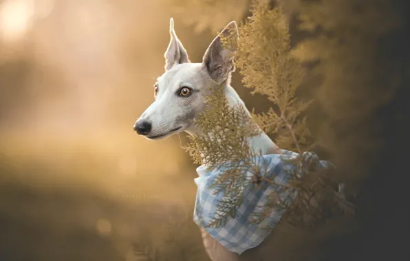 Picture face, portrait, dog, bandana, bokeh, Italian Greyhound, Greyhound dog