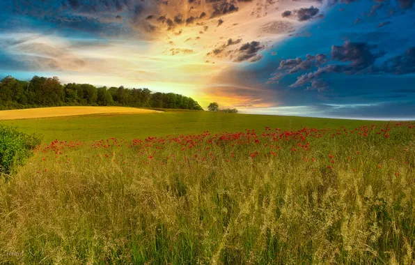 Field, forest, summer, grass, clouds, flowers, blue, hills