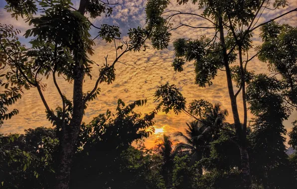 Picture forest, the sky, the sun, clouds, trees, sunset, nature