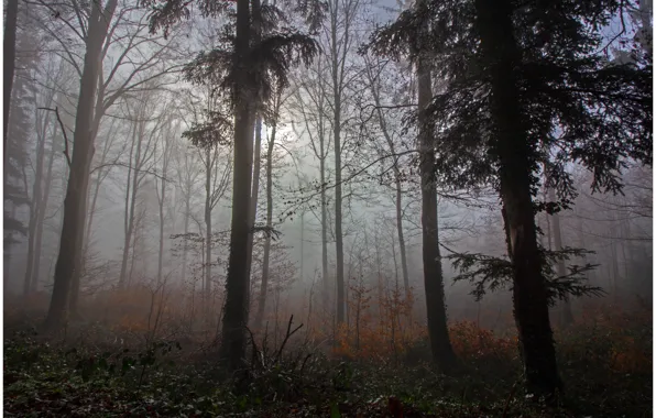 Autumn, forest, trees, nature, fog