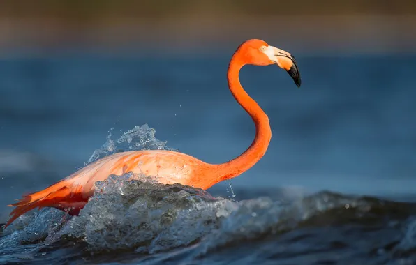 Bird, wave, Flamingo, pond, blue background, pink flamingos