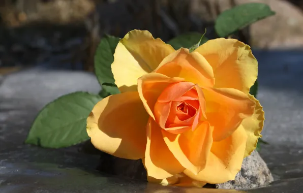 Flower, leaves, macro, rose, yellow