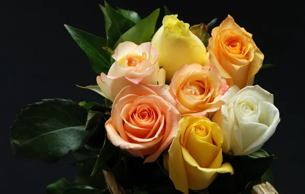 Flowers, roses, bouquet