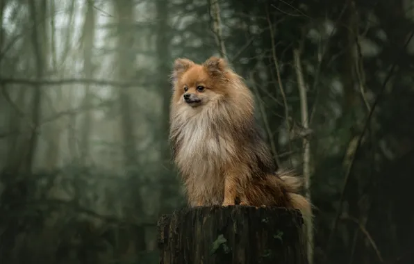 Picture forest, trees, stump, dog, Spitz