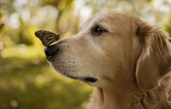 Butterfly, wings, dog, nose