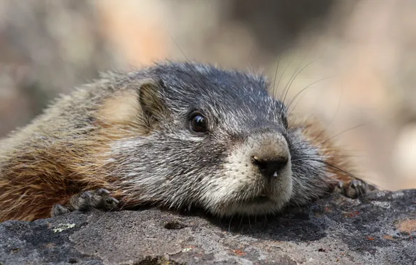 Macro, background, marmot