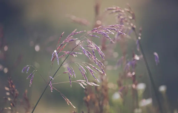 Grass, macro, bokeh