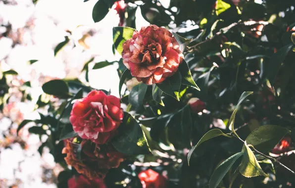 Leaves, flowers, green, Camellia