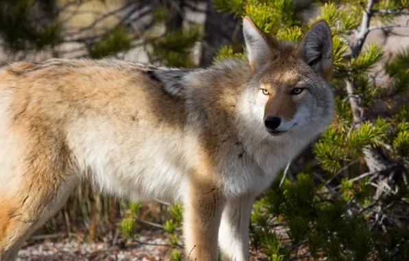 Picture forest, look, face, light, branches, background, wolf, needles