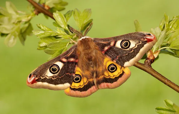 Macro, butterfly, small Emperor moth