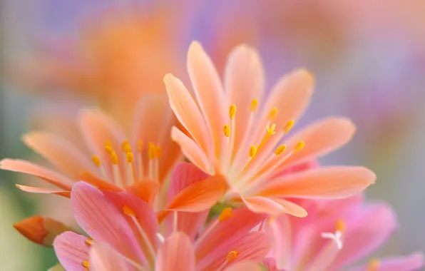 Macro, petals, garden, flowerbed