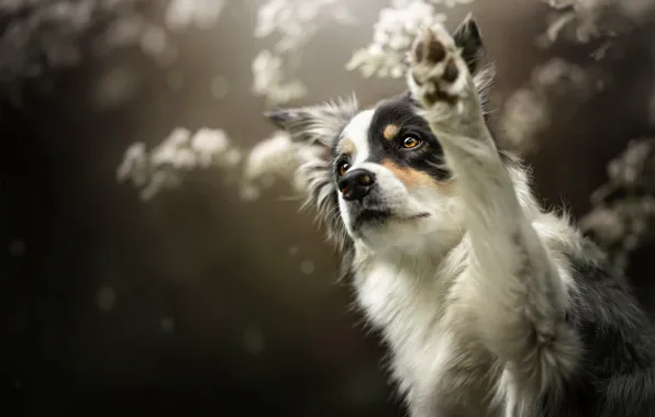 Paw, dog, bokeh, greeting, The border collie