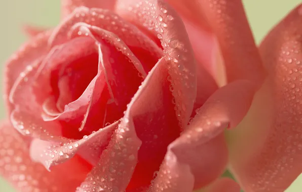 Picture flower, water, drops, Rosa, rose, petals