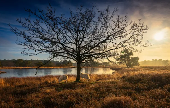 Autumn, tree, sheep