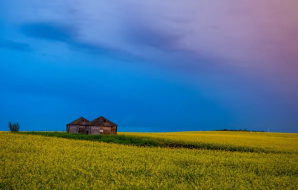 Field, flowers, house, rape
