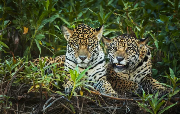 Lies, portrait, look, pose, two jaguars, the bushes, branches, leaves