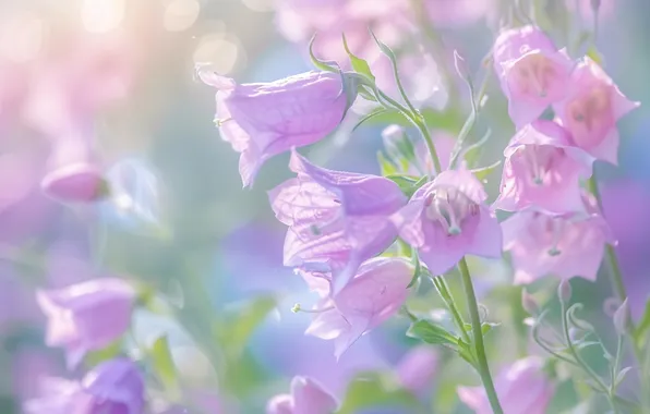 Flower, summer, macro, light, flowers, petals, gentle, pink