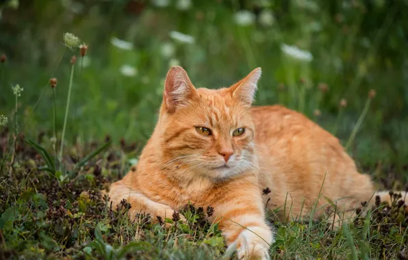 Cat, summer, grass, cat, look, face, flowers, nature