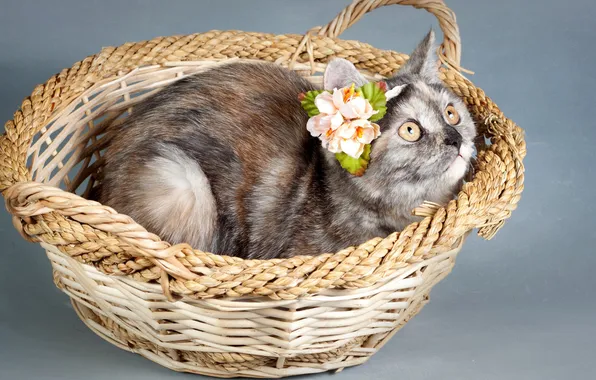 Cat, flower, look, pose, kitty, decoration, grey, grey background