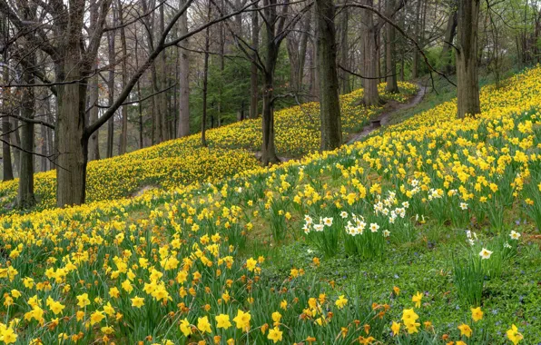 Picture forest, flowers, spring, daffodils