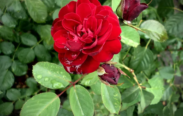 Summer, drops, rain, rose