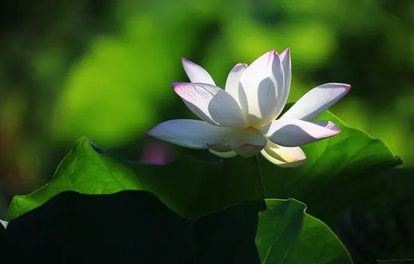 Picture white, leaves, light, flowers, petals, Lotus, green background