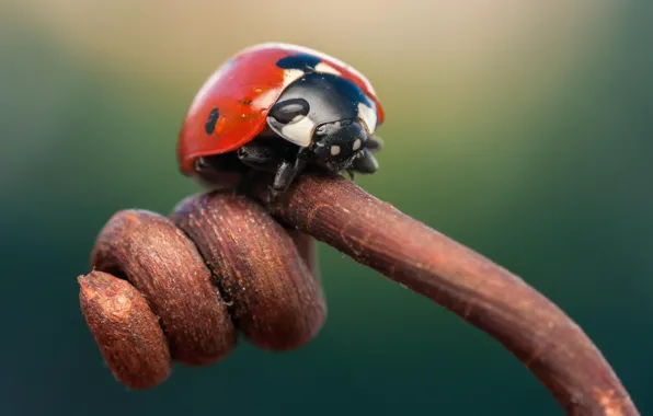 Picture macro, ladybug, branch, insect