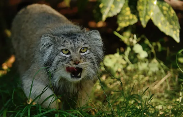 Picture language, cat, grass, manul