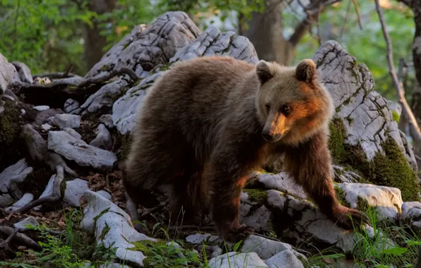Picture forest, stones, bear, brown