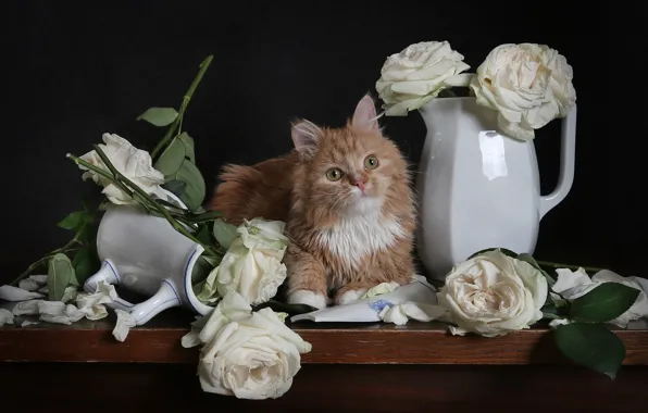 Cat, cat, look, flowers, kitty, table, roses, bouquet