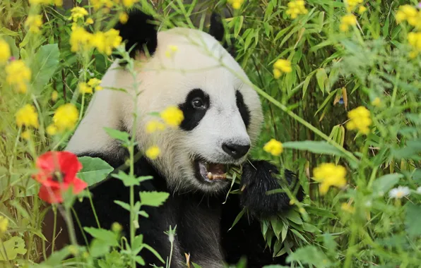 Greens, grass, Panda