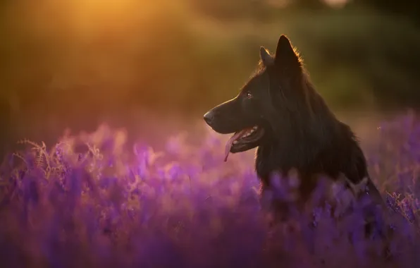 Picture light, nature, dog