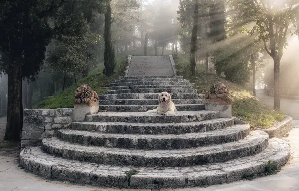Picture rays, dog, stage, statues, dog, rays, Retriever, steps