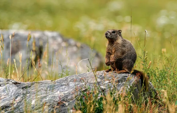 Field, pose, stone, stand, marmot, bokeh, rodent