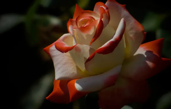 Flower, leaves, macro, light, the dark background, rose, petals, garden
