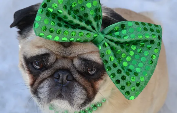 Look, close-up, pose, green, Shine, portrait, dog, outfit