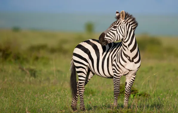 Field, look, nature, Zebra, Savannah