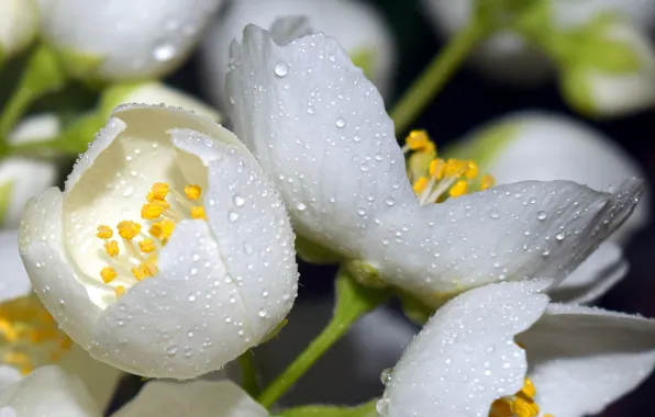 Picture macro, flowers, Jasmine