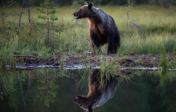 Grass, nature, reflection, animal, predator, bear, profile, pond