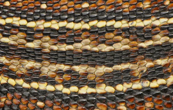 Picture macro, snake, leather, snakeskin