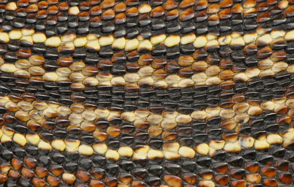 Macro, snake, leather, snakeskin